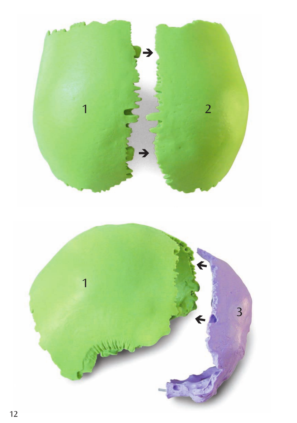 3B Scientific Beauchene Adult Human Skull Model - Didactic Colored Version, 22 part User Manual | Page 12 / 20