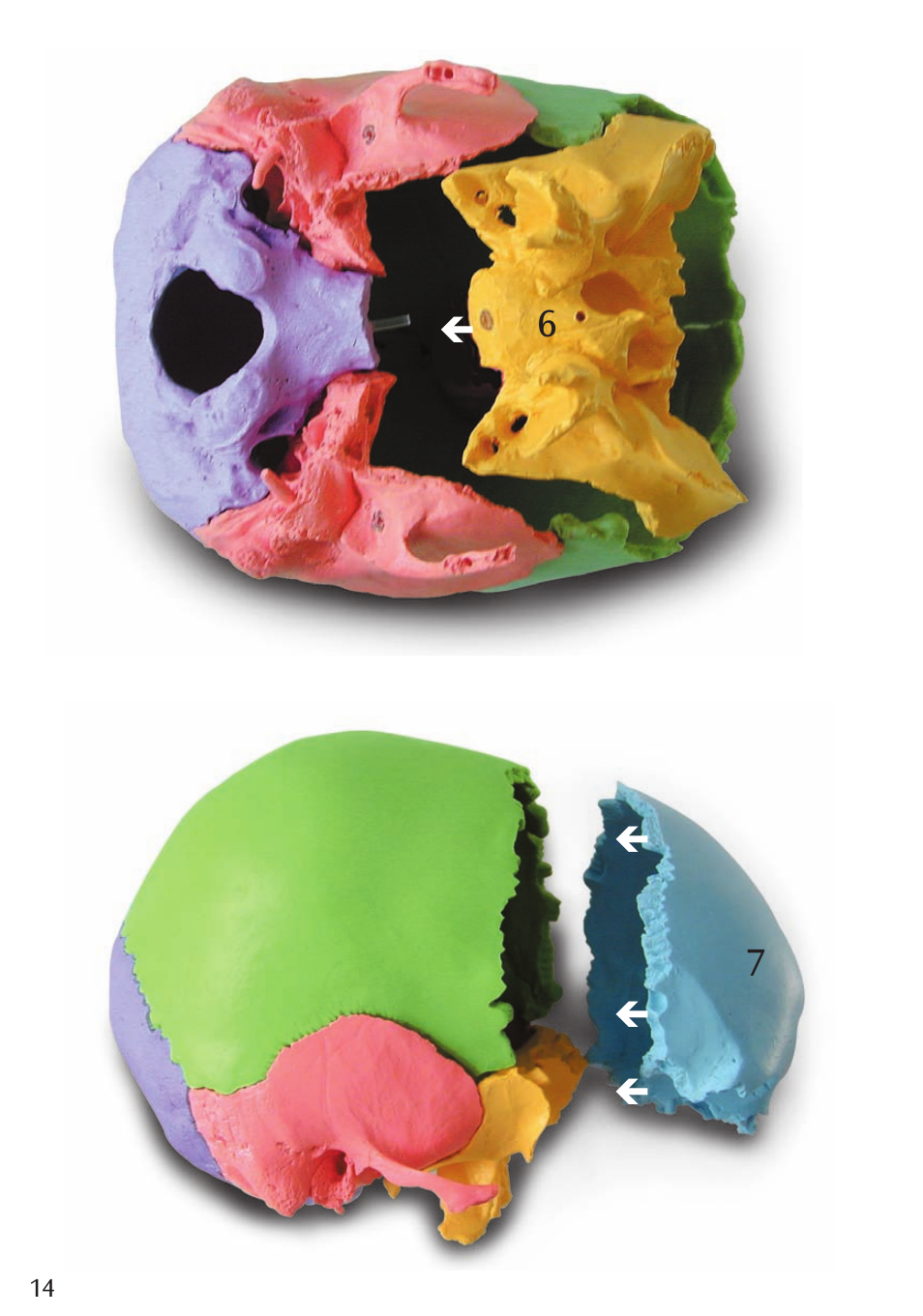3B Scientific Beauchene Adult Human Skull Model - Didactic Colored Version, 22 part User Manual | Page 14 / 20