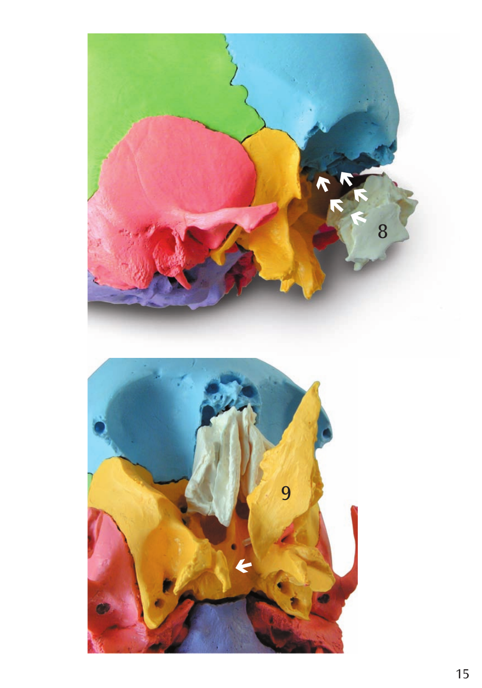 3B Scientific Beauchene Adult Human Skull Model - Didactic Colored Version, 22 part User Manual | Page 15 / 20