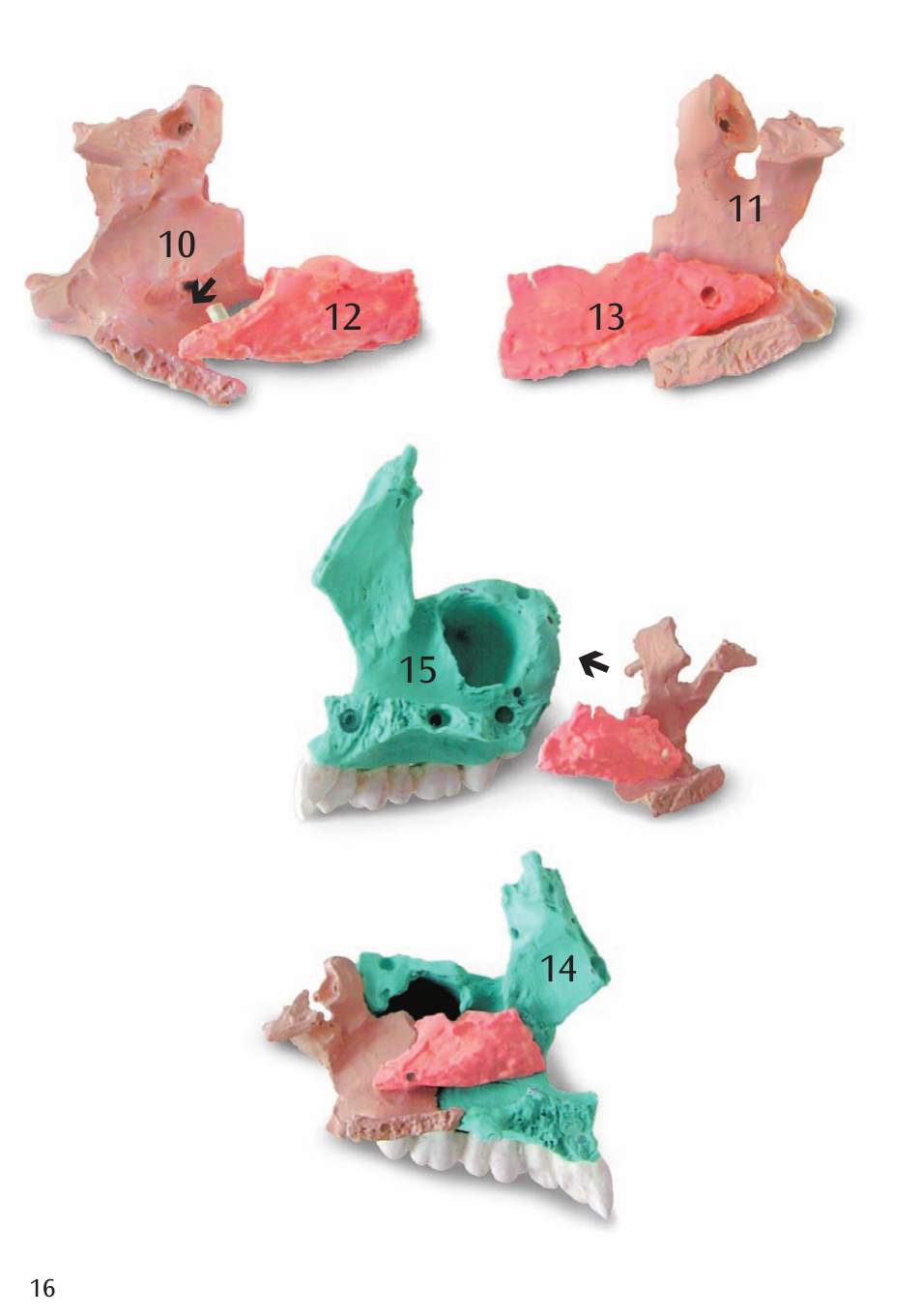 3B Scientific Beauchene Adult Human Skull Model - Didactic Colored Version, 22 part User Manual | Page 16 / 20