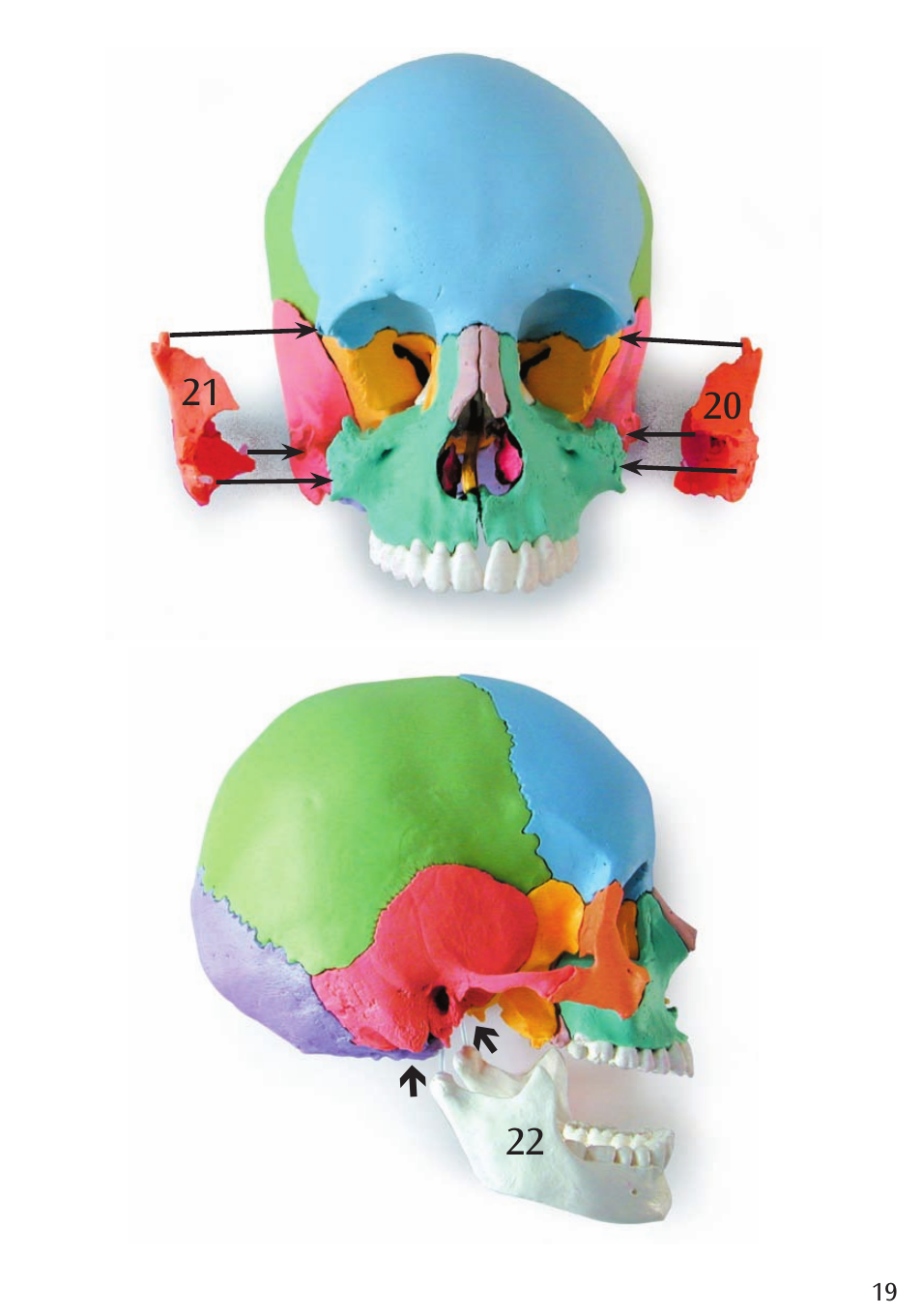 3B Scientific Beauchene Adult Human Skull Model - Didactic Colored Version, 22 part User Manual | Page 19 / 20