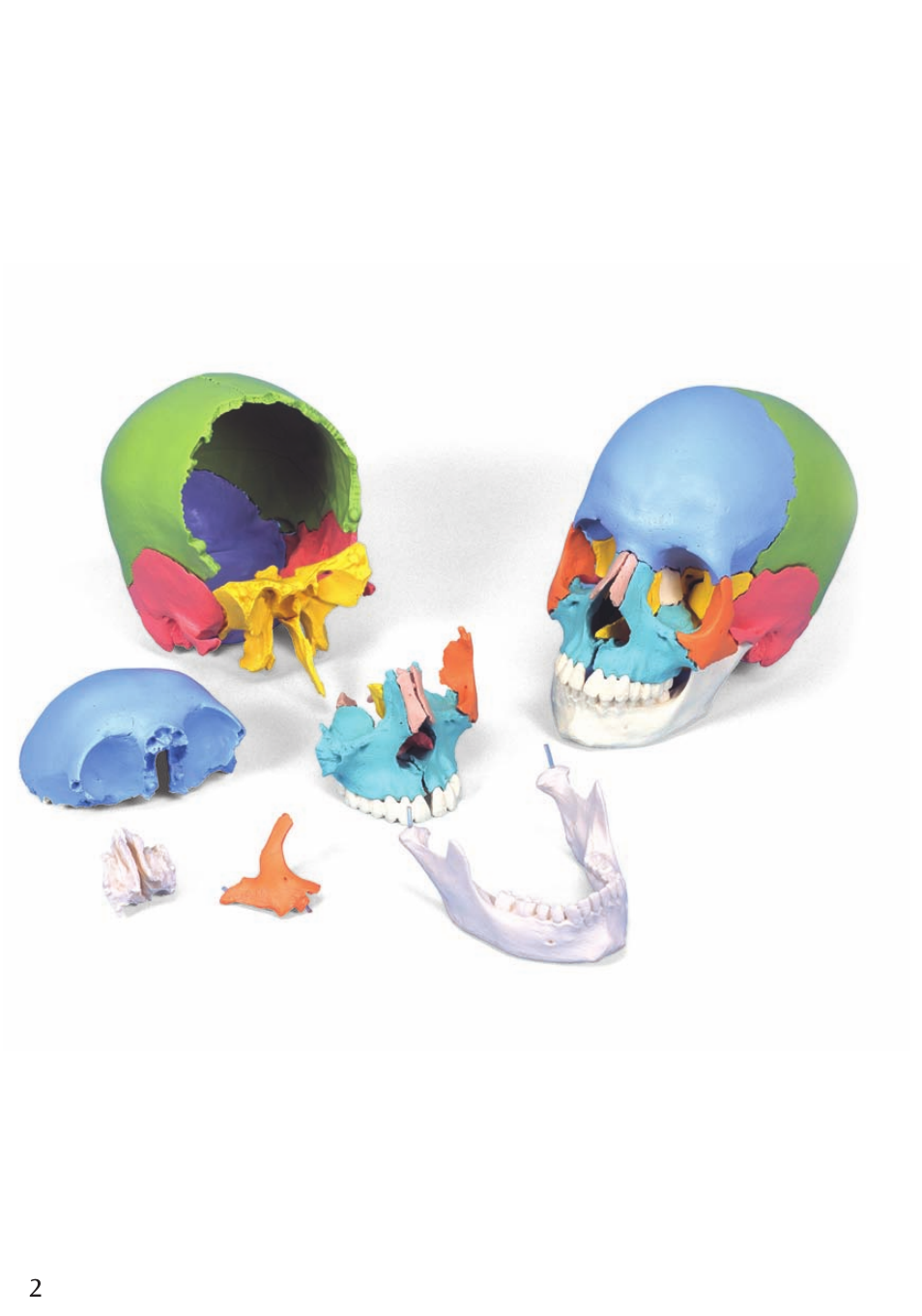 3B Scientific Beauchene Adult Human Skull Model - Didactic Colored Version, 22 part User Manual | Page 2 / 20