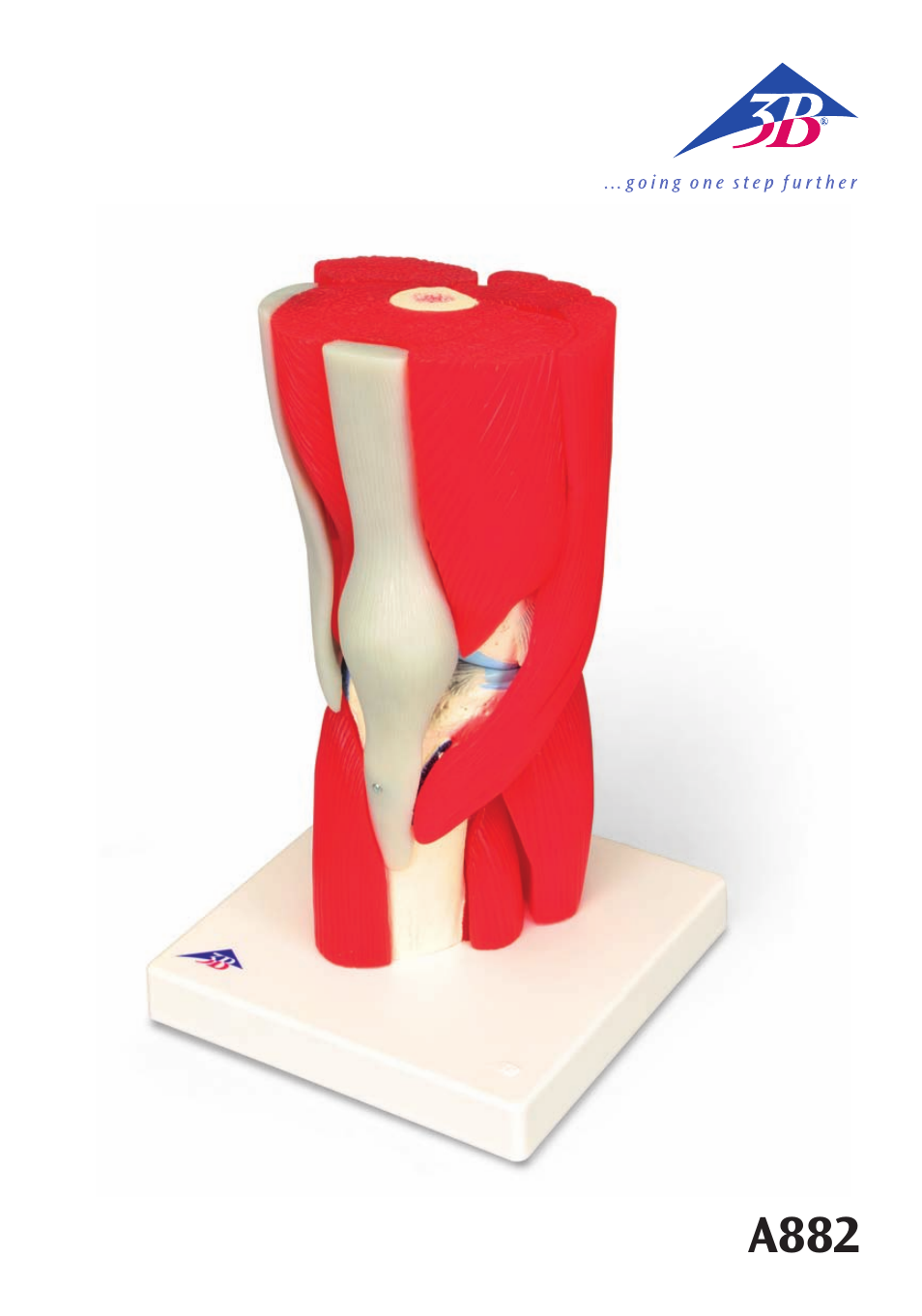 3B Scientific Knee Joint with Removable Muscles, 12 part User Manual | 32 pages