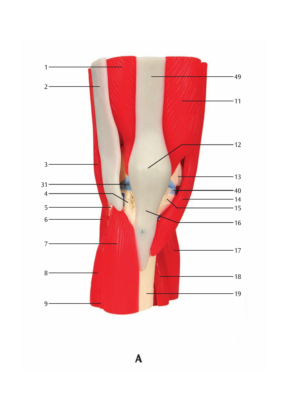 3B Scientific Knee Joint with Removable Muscles, 12 part User Manual | Page 12 / 32