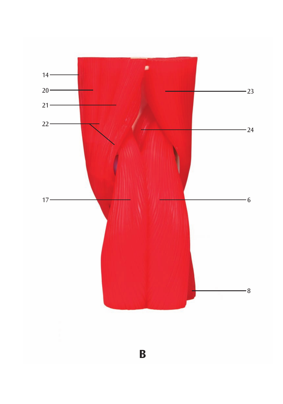 3B Scientific Knee Joint with Removable Muscles, 12 part User Manual | Page 13 / 32