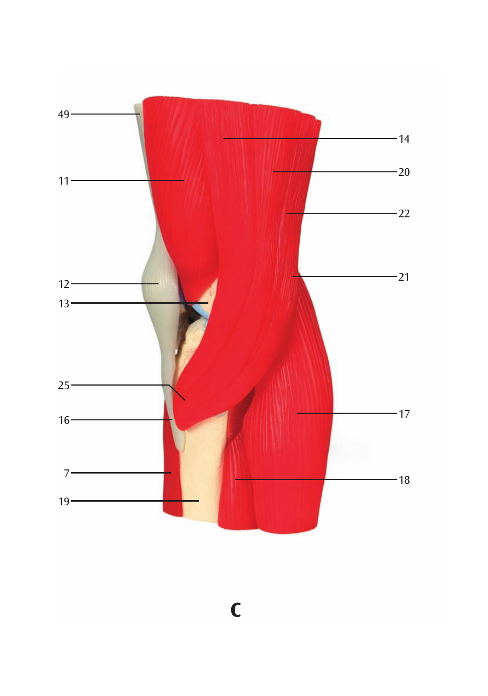 3B Scientific Knee Joint with Removable Muscles, 12 part User Manual | Page 14 / 32