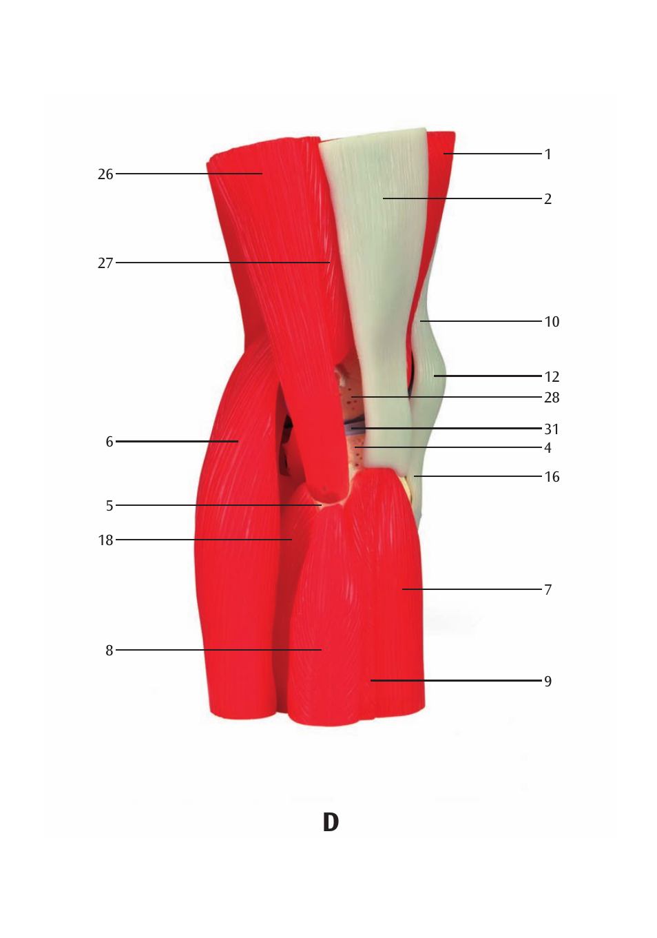 3B Scientific Knee Joint with Removable Muscles, 12 part User Manual | Page 15 / 32