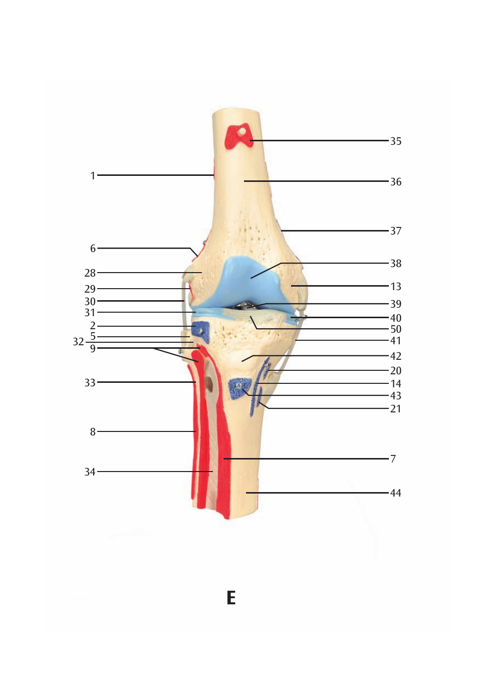 3B Scientific Knee Joint with Removable Muscles, 12 part User Manual | Page 16 / 32