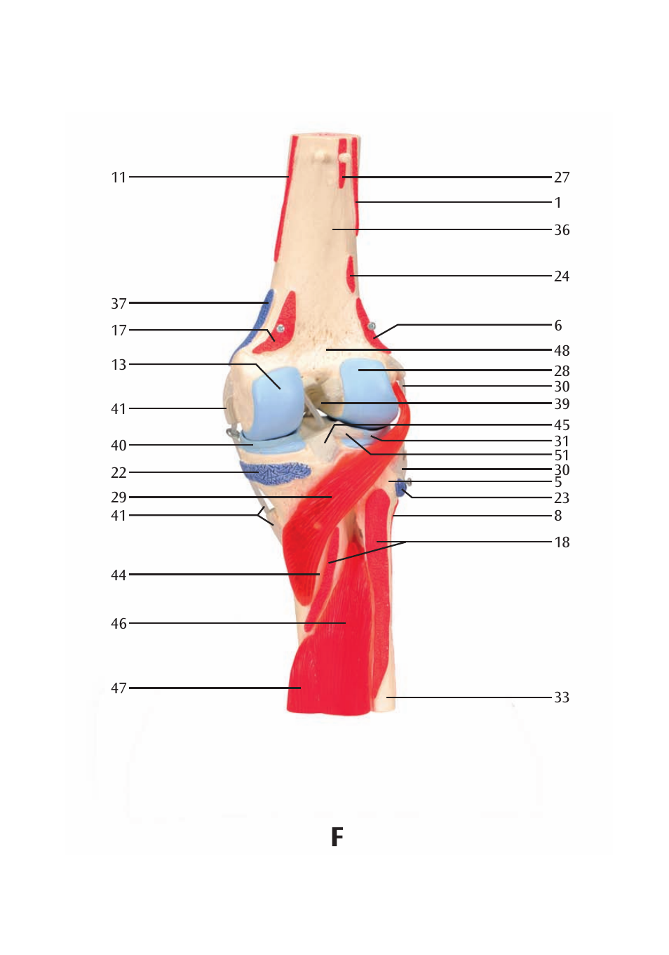 3B Scientific Knee Joint with Removable Muscles, 12 part User Manual | Page 17 / 32