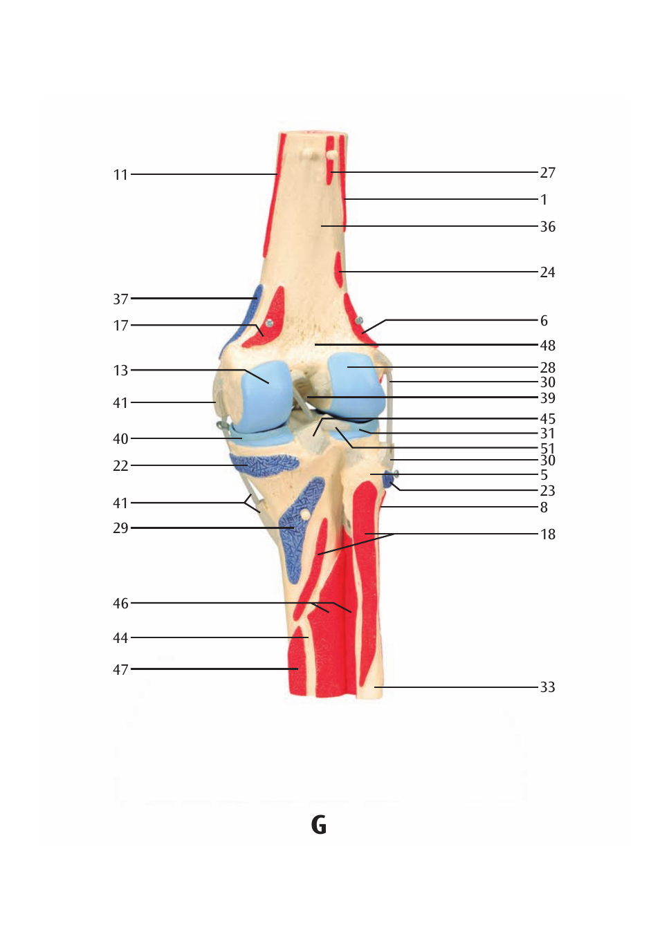 3B Scientific Knee Joint with Removable Muscles, 12 part User Manual | Page 18 / 32