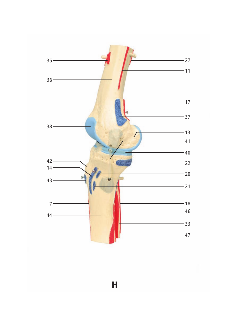 3B Scientific Knee Joint with Removable Muscles, 12 part User Manual | Page 19 / 32