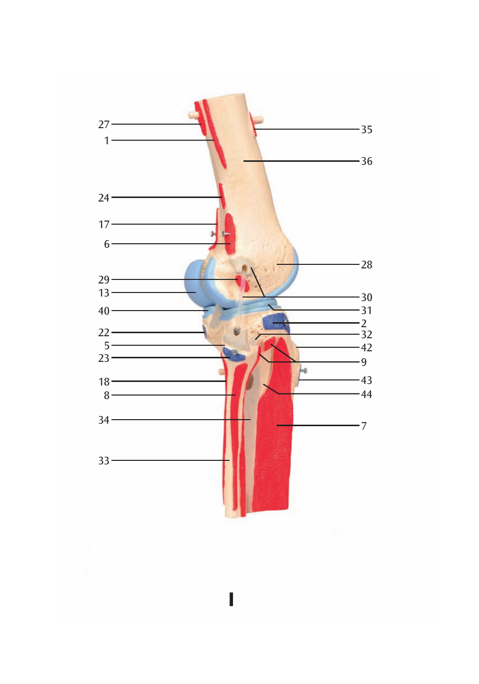 3B Scientific Knee Joint with Removable Muscles, 12 part User Manual | Page 20 / 32