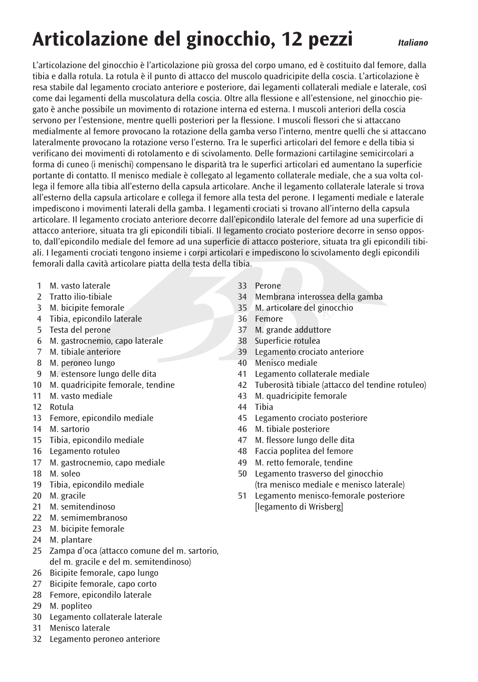 Articolazione del ginocchio, 12 pezzi | 3B Scientific Knee Joint with Removable Muscles, 12 part User Manual | Page 24 / 32