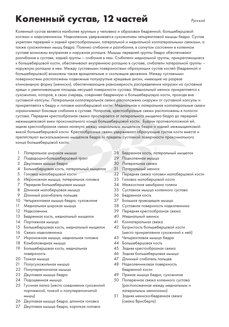 Коленный сустав, 12 частей | 3B Scientific Knee Joint with Removable Muscles, 12 part User Manual | Page 28 / 32