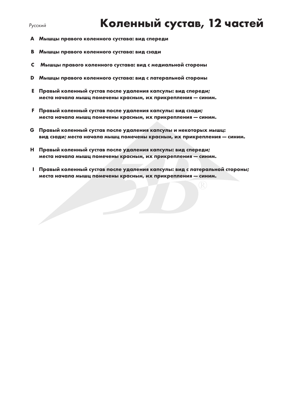 Коленный сустав, 12 частей | 3B Scientific Knee Joint with Removable Muscles, 12 part User Manual | Page 29 / 32