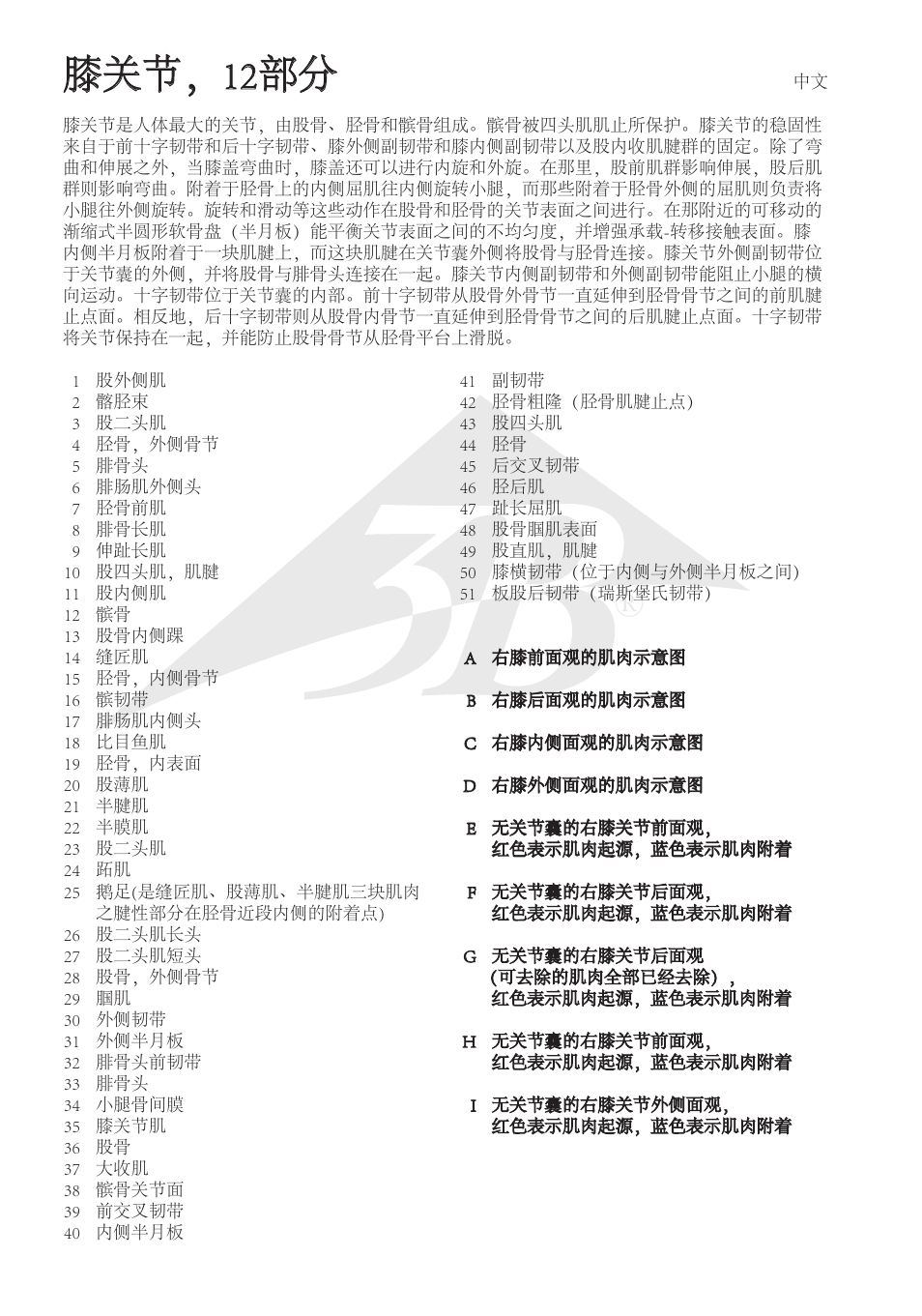 膝关节，12部分 | 3B Scientific Knee Joint with Removable Muscles, 12 part User Manual | Page 30 / 32