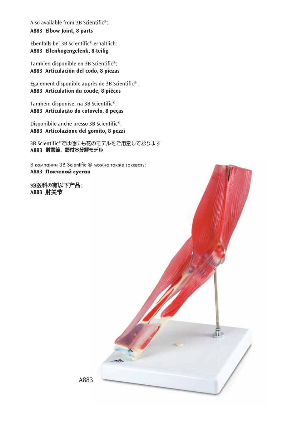 A883 | 3B Scientific Knee Joint with Removable Muscles, 12 part User Manual | Page 31 / 32