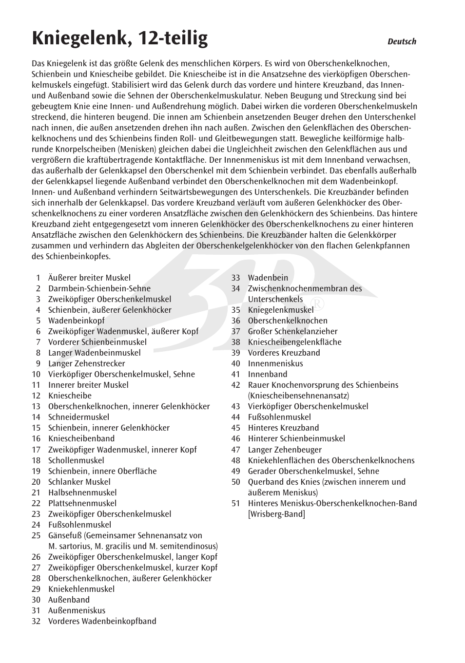 Kniegelenk, 12-teilig | 3B Scientific Knee Joint with Removable Muscles, 12 part User Manual | Page 6 / 32
