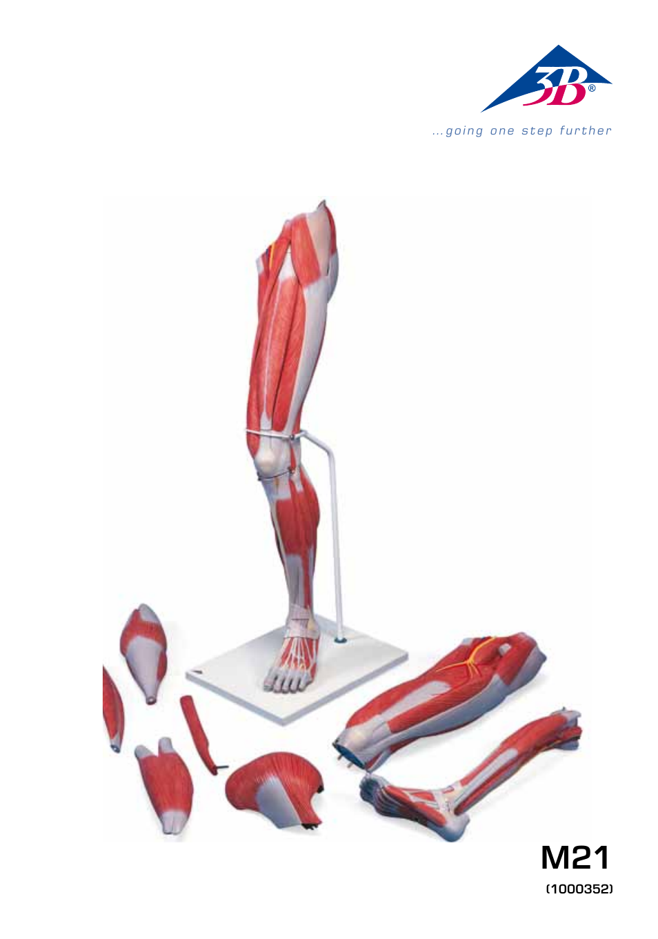 3B Scientific Deluxe Muscle Leg, 7 part, Life Size User Manual | 28 pages