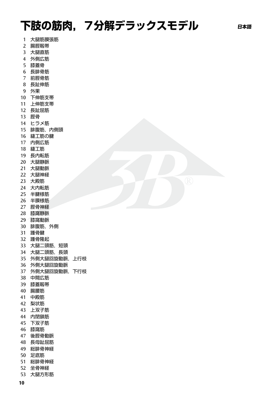 下肢の筋肉，７分解デラックスモデル | 3B Scientific Deluxe Muscle Leg, 7 part, Life Size User Manual | Page 10 / 28