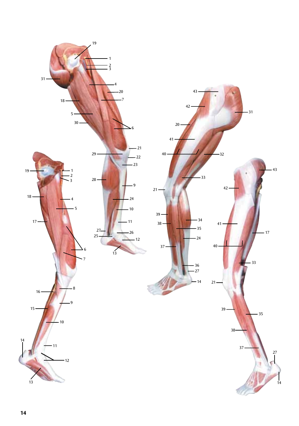 3B Scientific Deluxe Muscle Leg, 7 part, Life Size User Manual | Page 14 / 28