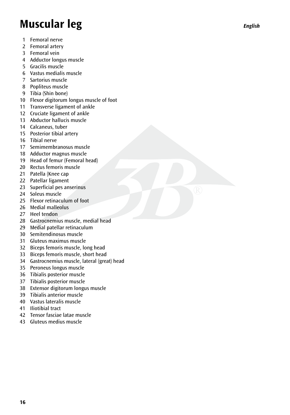 Muscular leg | 3B Scientific Deluxe Muscle Leg, 7 part, Life Size User Manual | Page 16 / 28