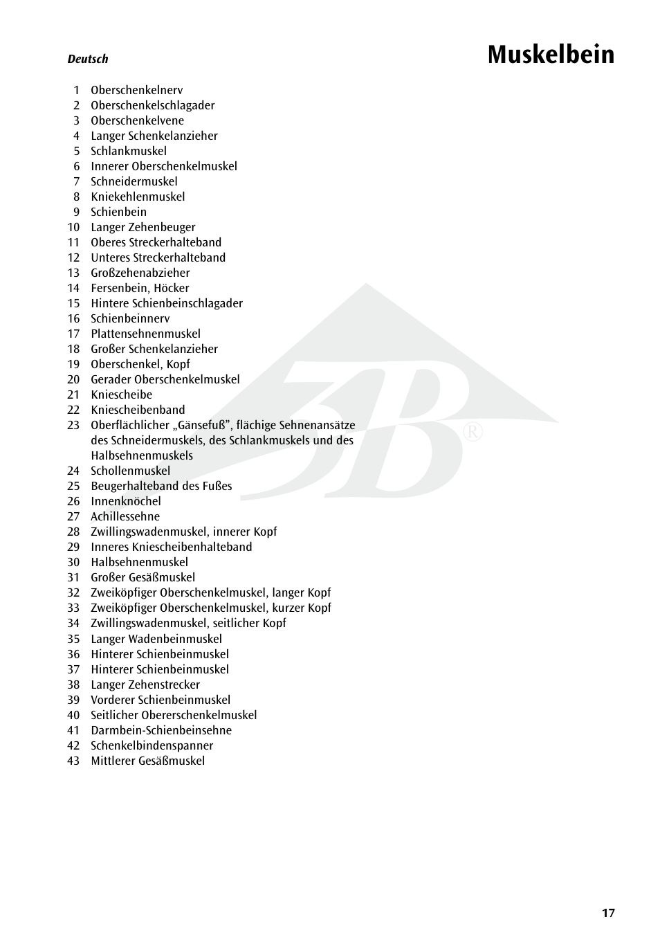 Muskelbein | 3B Scientific Deluxe Muscle Leg, 7 part, Life Size User Manual | Page 17 / 28