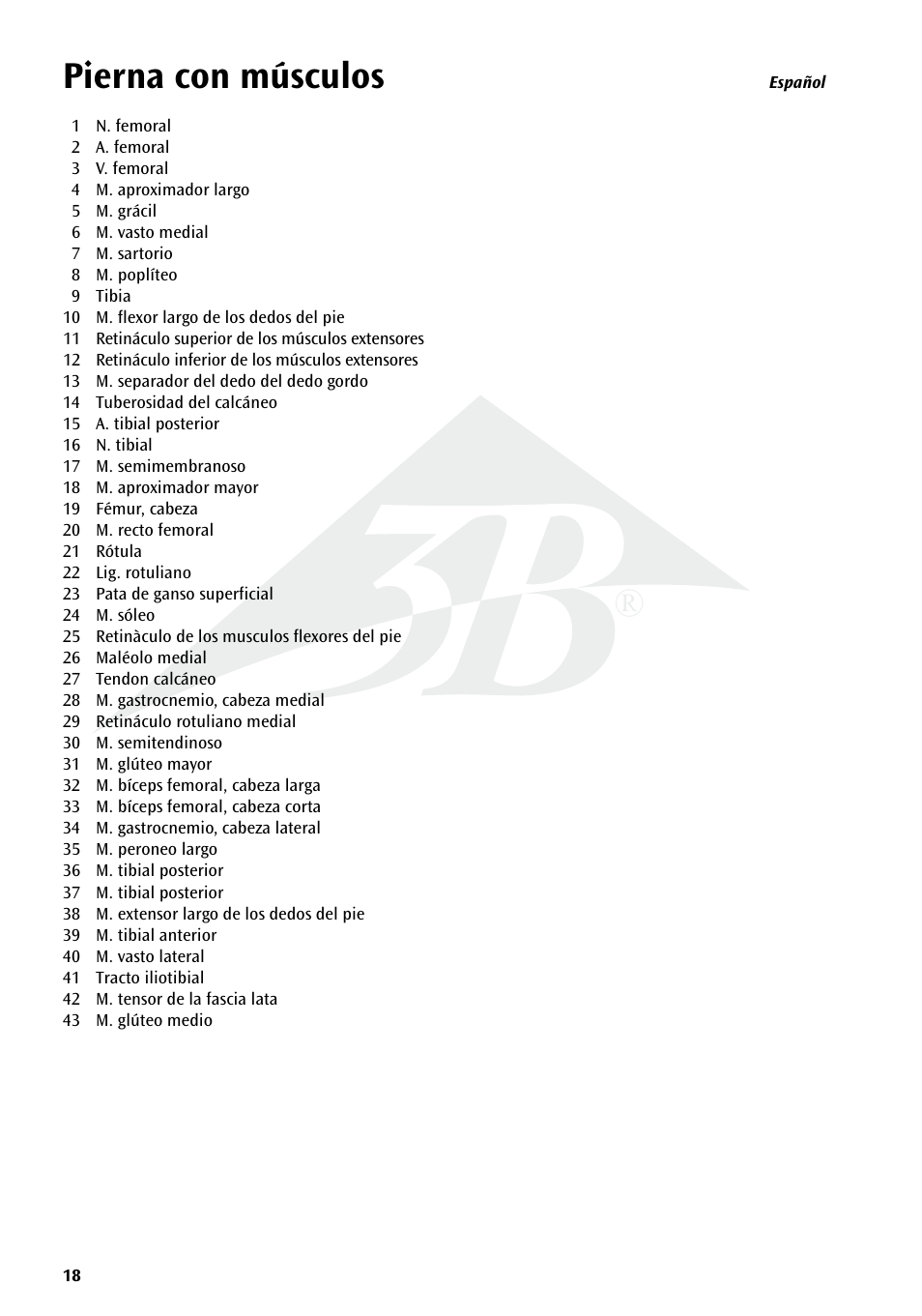 Pierna con músculos | 3B Scientific Deluxe Muscle Leg, 7 part, Life Size User Manual | Page 18 / 28