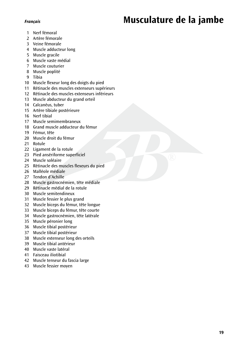 Musculature de la jambe | 3B Scientific Deluxe Muscle Leg, 7 part, Life Size User Manual | Page 19 / 28