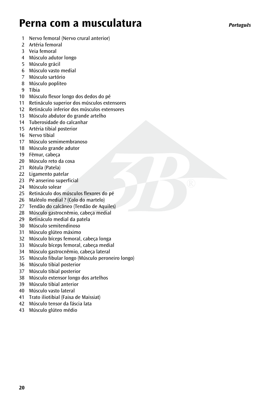 Perna com a musculatura | 3B Scientific Deluxe Muscle Leg, 7 part, Life Size User Manual | Page 20 / 28