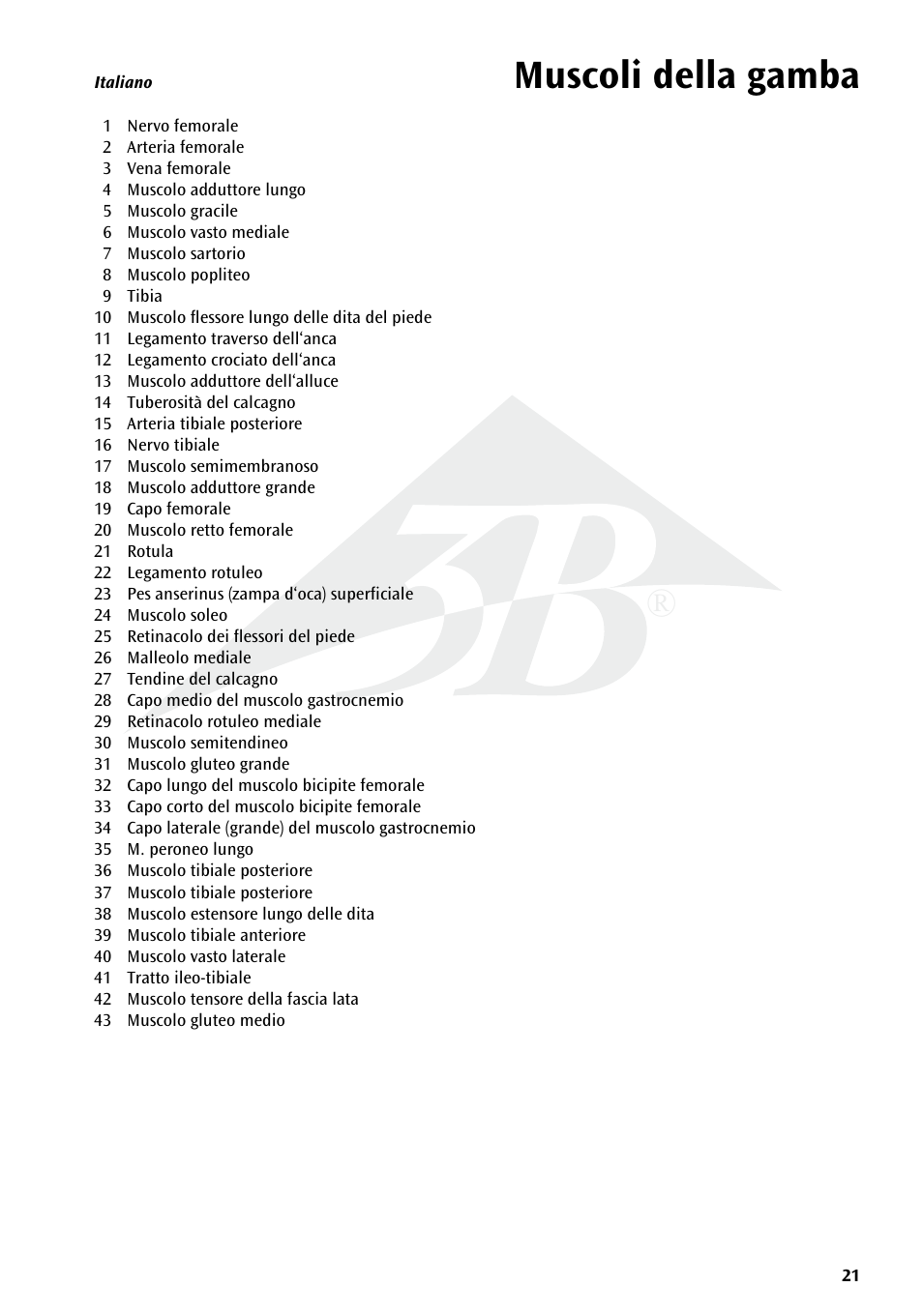 Muscoli della gamba | 3B Scientific Deluxe Muscle Leg, 7 part, Life Size User Manual | Page 21 / 28