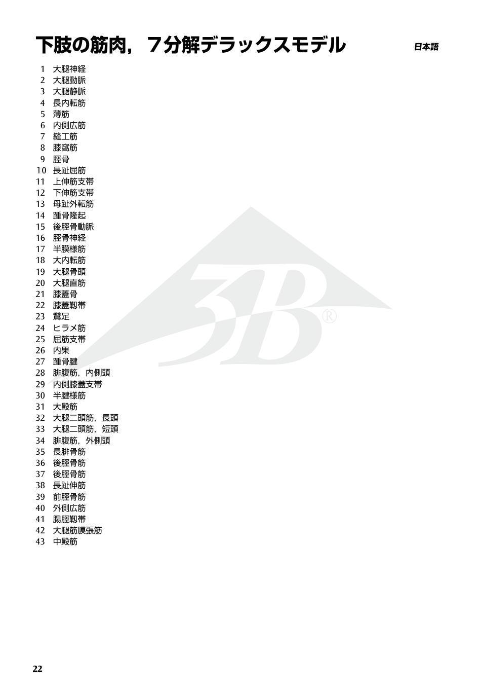 下肢の筋肉，７分解デラックスモデル | 3B Scientific Deluxe Muscle Leg, 7 part, Life Size User Manual | Page 22 / 28