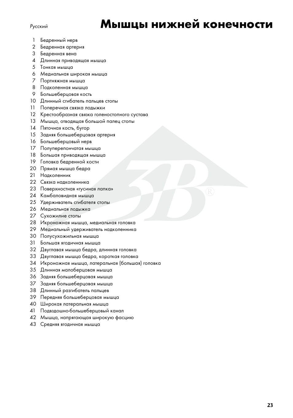 Мышцы нижней конечности | 3B Scientific Deluxe Muscle Leg, 7 part, Life Size User Manual | Page 23 / 28