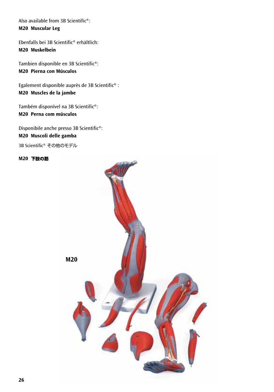 3B Scientific Deluxe Muscle Leg, 7 part, Life Size User Manual | Page 26 / 28