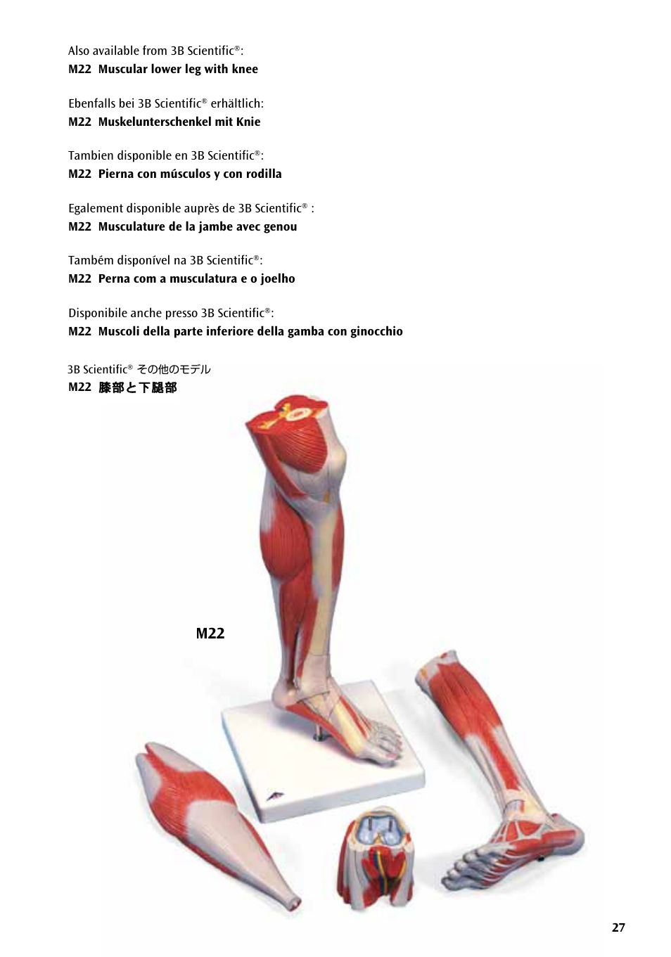 膝部と下腿部, 3b scientific, その他のモデル | 3B Scientific Deluxe Muscle Leg, 7 part, Life Size User Manual | Page 27 / 28