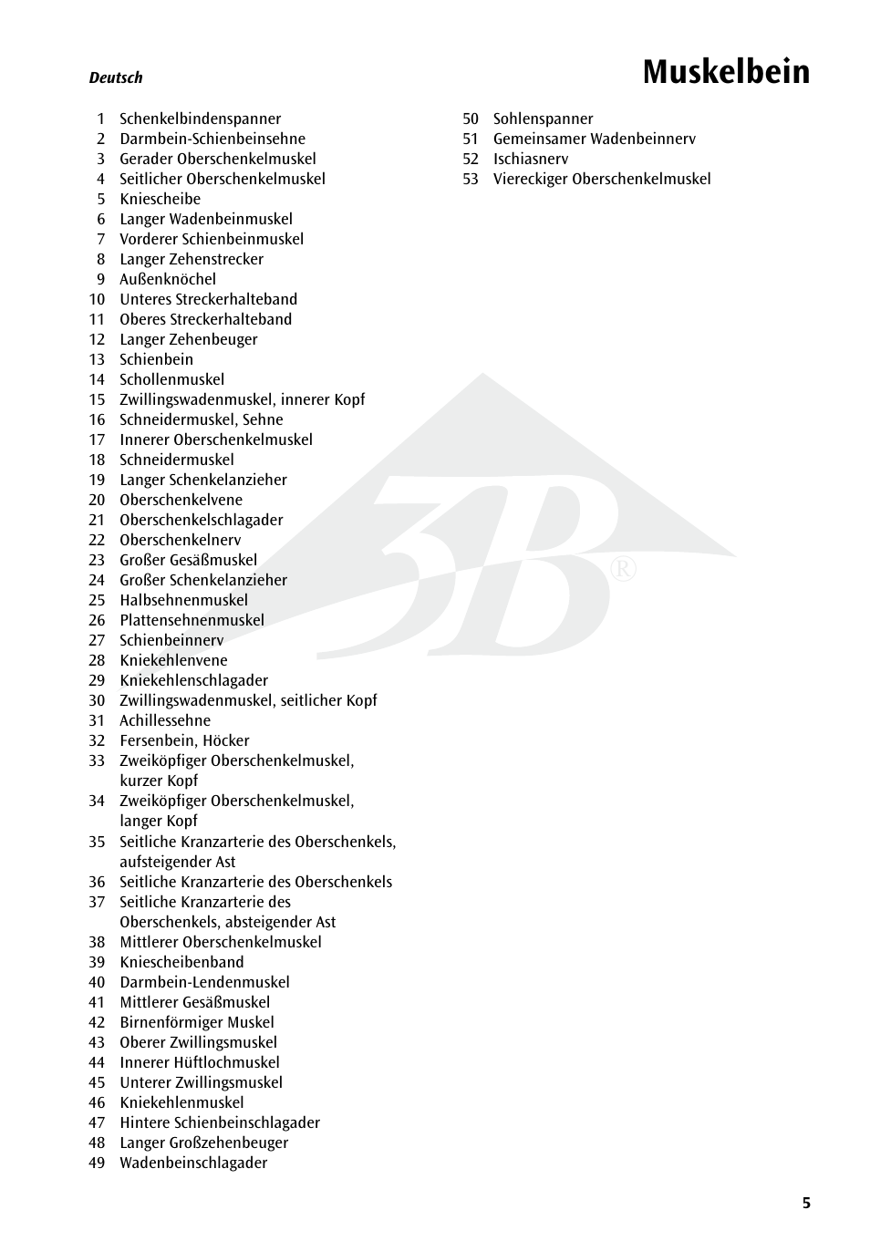 Muskelbein | 3B Scientific Deluxe Muscle Leg, 7 part, Life Size User Manual | Page 5 / 28