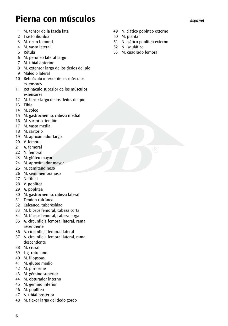 Pierna con músculos | 3B Scientific Deluxe Muscle Leg, 7 part, Life Size User Manual | Page 6 / 28