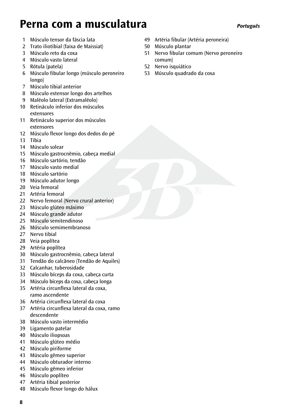 Perna com a musculatura | 3B Scientific Deluxe Muscle Leg, 7 part, Life Size User Manual | Page 8 / 28