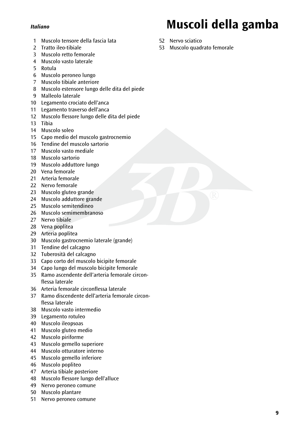 Muscoli della gamba | 3B Scientific Deluxe Muscle Leg, 7 part, Life Size User Manual | Page 9 / 28