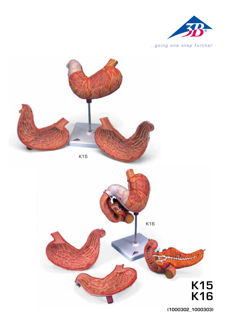 3B Scientific Stomach, 3 part User Manual | 16 pages