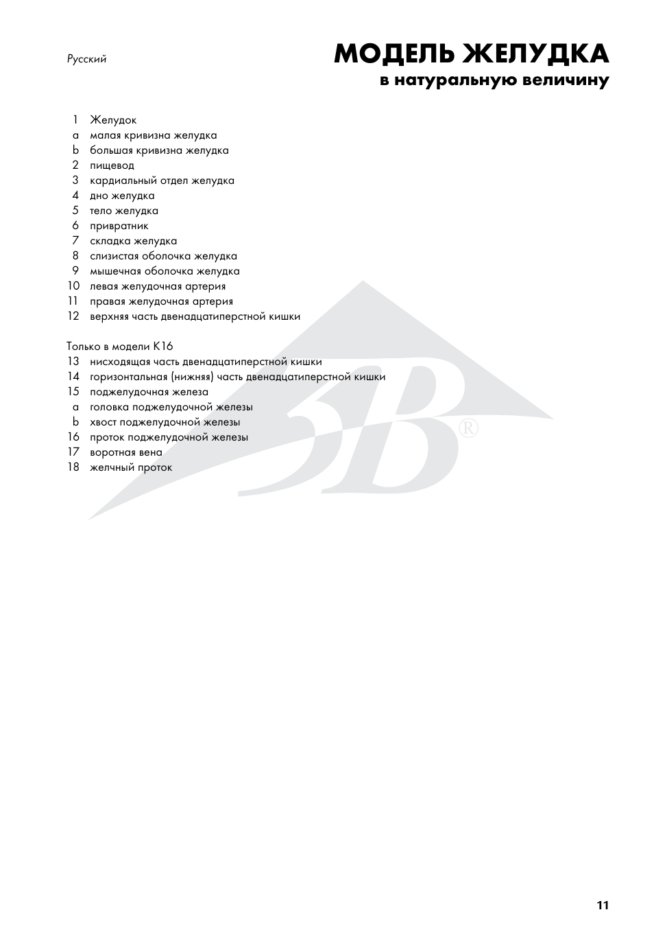 Модель желудка | 3B Scientific Stomach, 3 part User Manual | Page 11 / 16