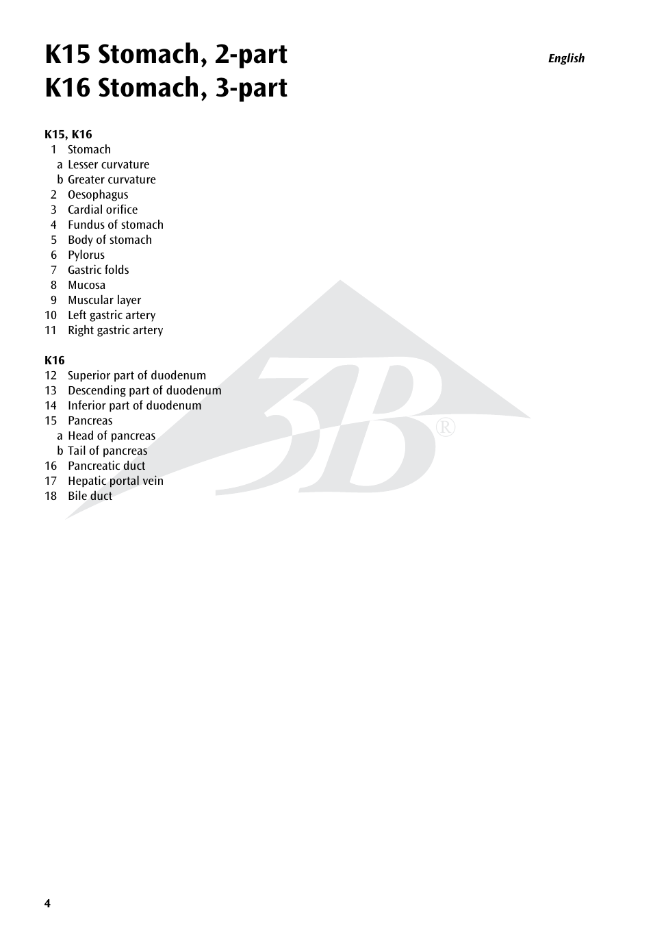3B Scientific Stomach, 3 part User Manual | Page 4 / 16