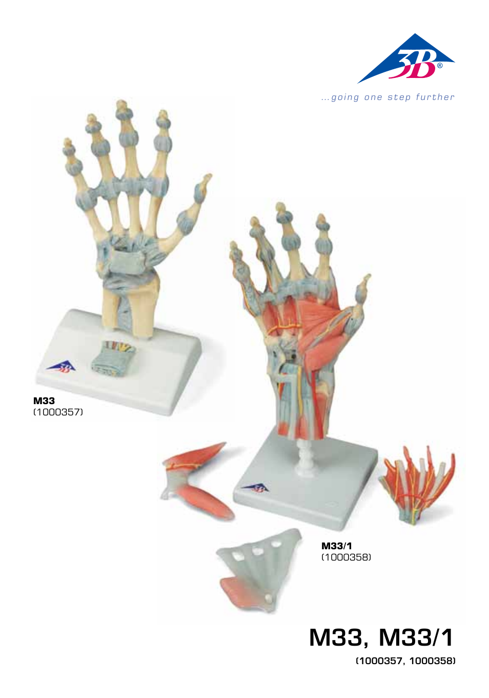3B Scientific Hand Skeleton Model with Ligaments and Muscles User Manual | 32 pages