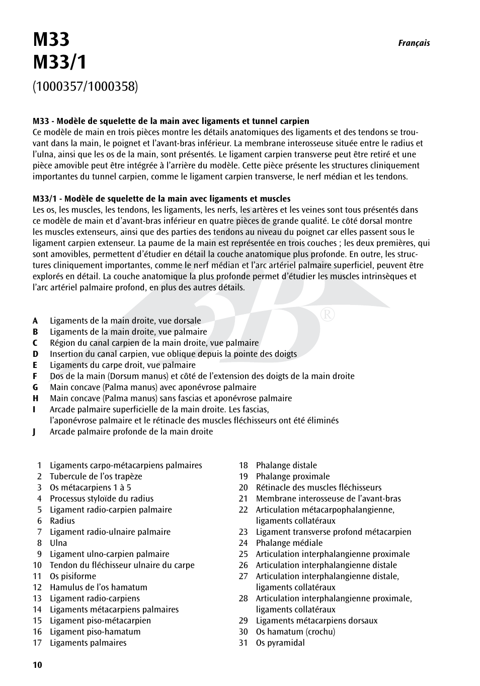 3B Scientific Hand Skeleton Model with Ligaments and Muscles User Manual | Page 10 / 32