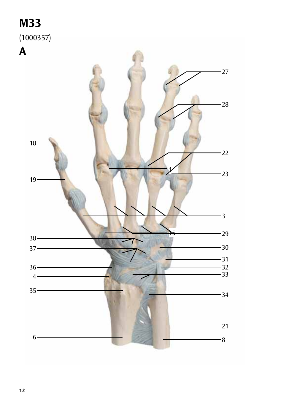 3B Scientific Hand Skeleton Model with Ligaments and Muscles User Manual | Page 12 / 32