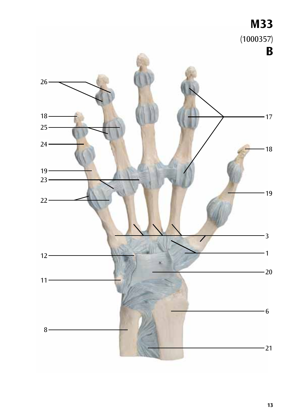 3B Scientific Hand Skeleton Model with Ligaments and Muscles User Manual | Page 13 / 32