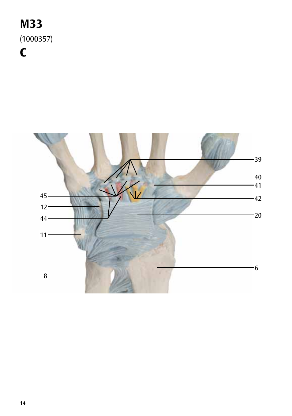 3B Scientific Hand Skeleton Model with Ligaments and Muscles User Manual | Page 14 / 32