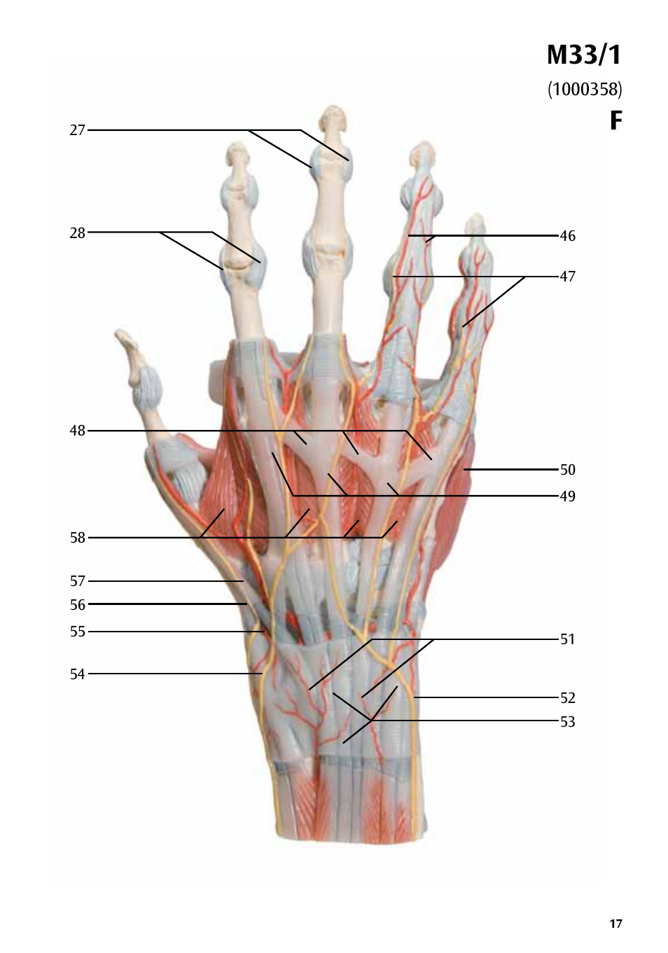M33/1 | 3B Scientific Hand Skeleton Model with Ligaments and Muscles User Manual | Page 17 / 32
