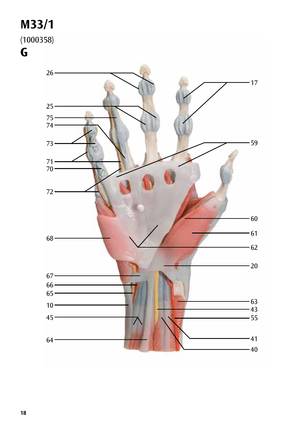 M33/1 | 3B Scientific Hand Skeleton Model with Ligaments and Muscles User Manual | Page 18 / 32