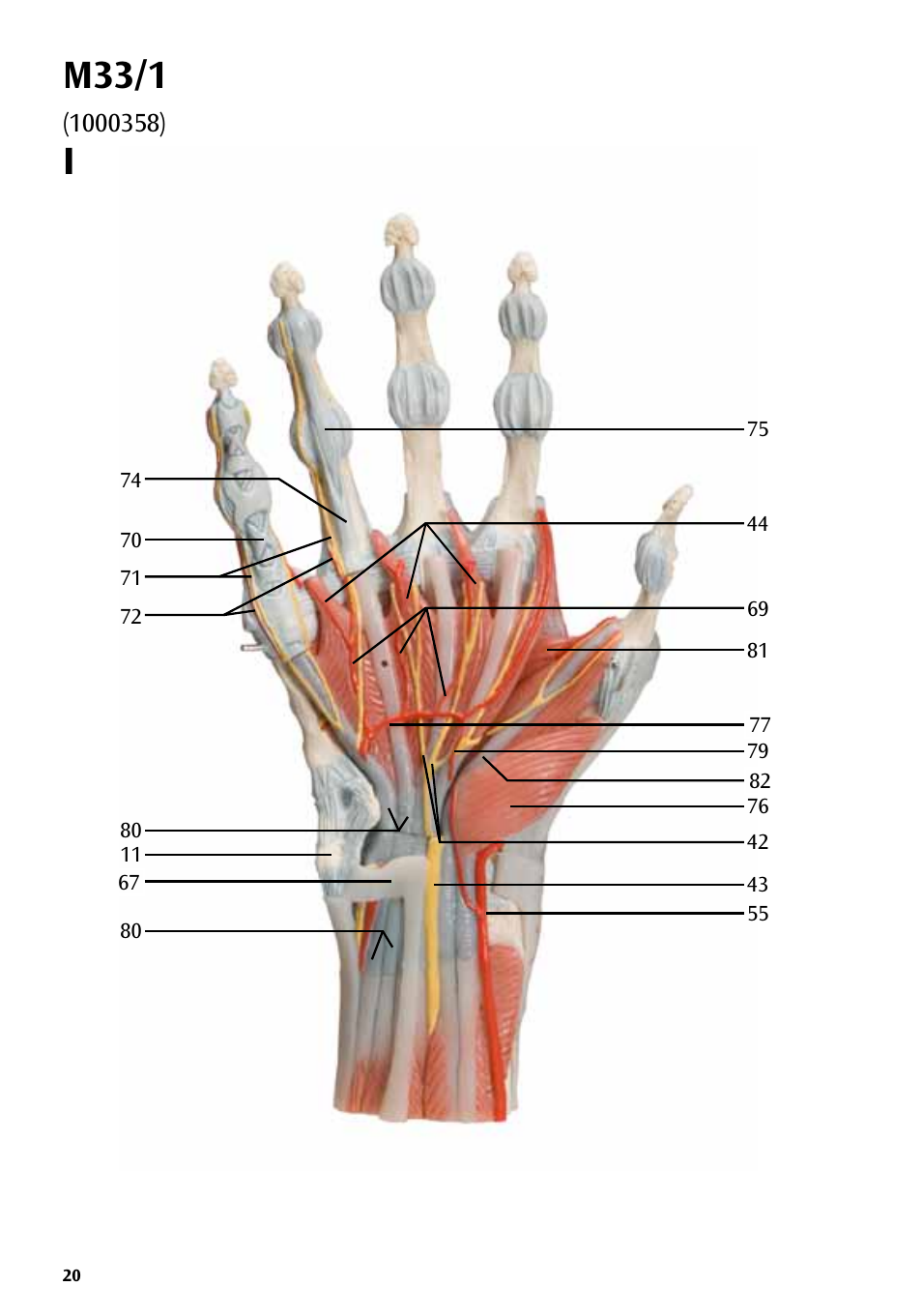 M33/1 | 3B Scientific Hand Skeleton Model with Ligaments and Muscles User Manual | Page 20 / 32